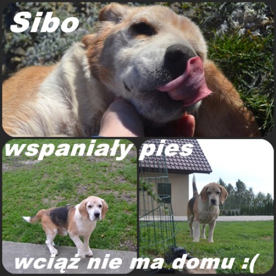 Kochany SIBO czeka na miłość i dom